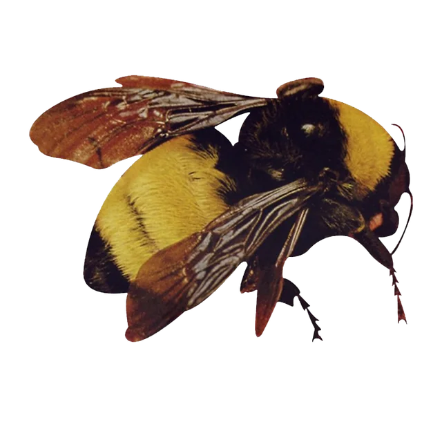 Golden wordmark in white written from bottom to top with a transparent background